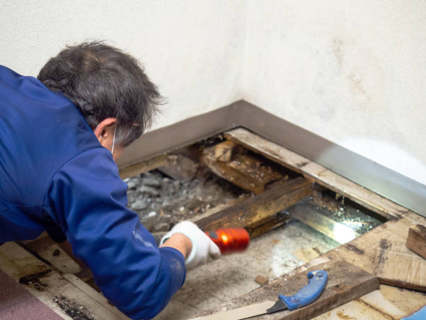 Best Office Mold Removal Services  in Arkwright, SC
