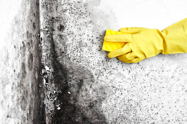 Certified Mold Removal in Arkwright, SC