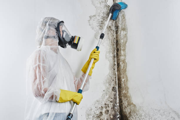 Best Commercial Mold Removal  in Arkwright, SC
