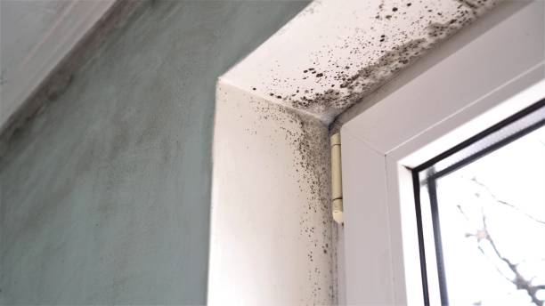 Best Emergency Mold Removal  in Arkwright, SC