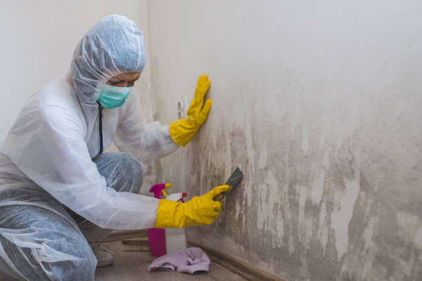 Best Black Mold Removal  in Arkwright, SC