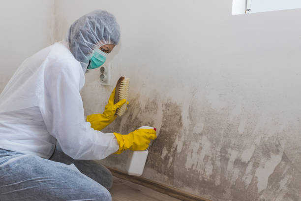 Professional Mold Removal in Arkwright, SC