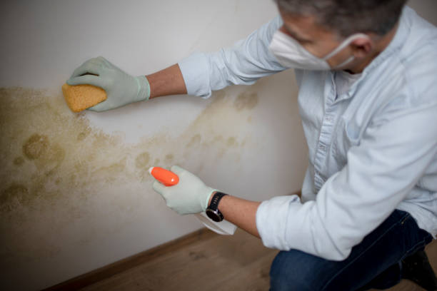 Best Mold Testing  in Arkwright, SC