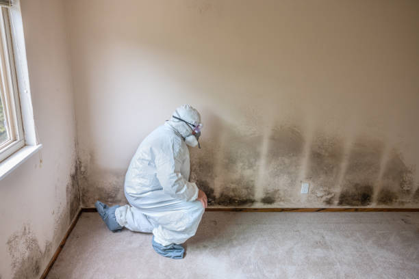 Best Mold Removal Process  in Arkwright, SC