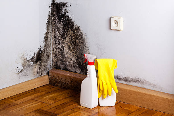 Best Local Mold Removal Service  in Arkwright, SC